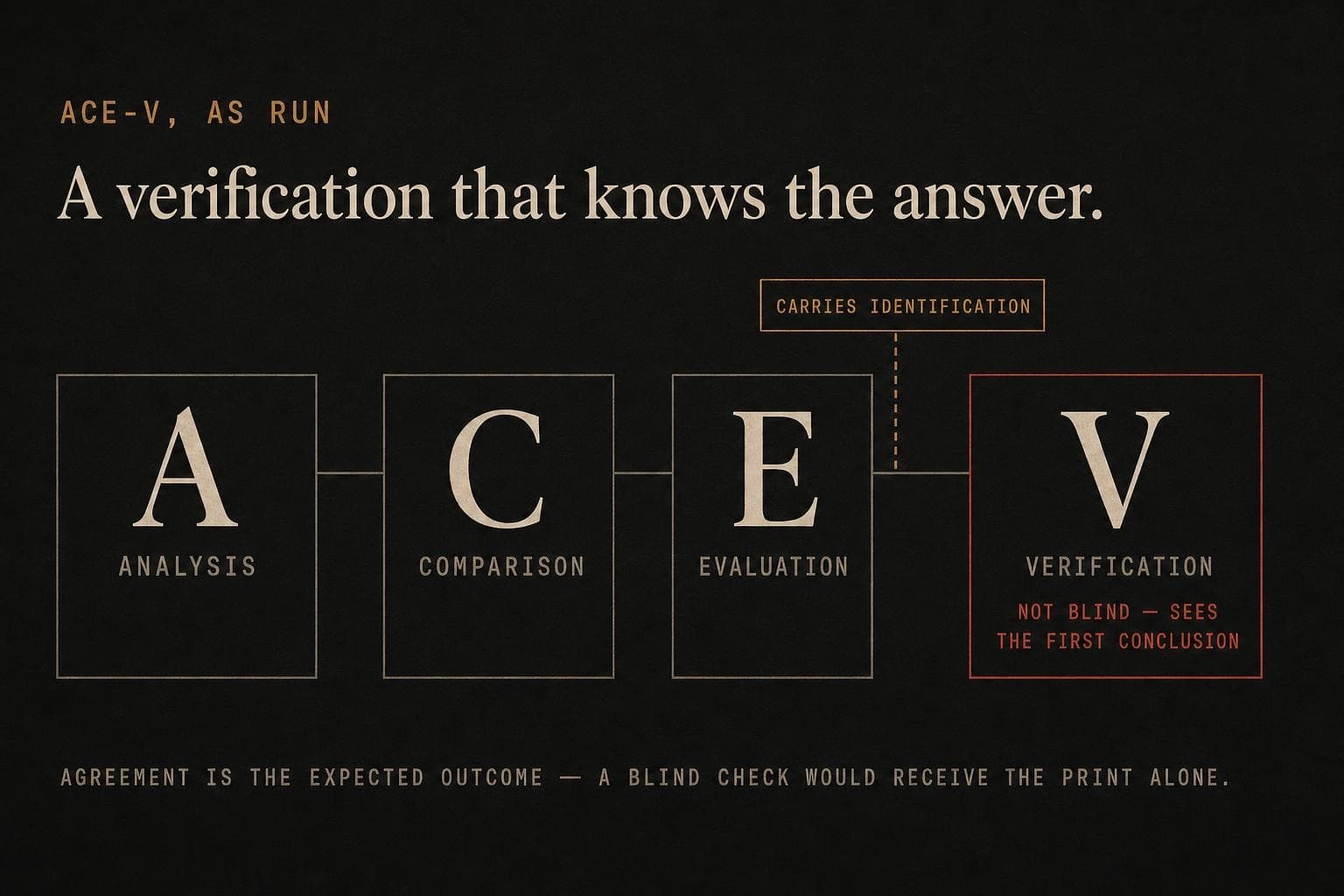 An editorial plate of the ACE-V process as four boxes — Analysis, Comparison, Evaluation, Verification — the Verification box outlined in red and marked 'not blind: sees the first conclusion', with a chip 'carries identification' feeding into it.
